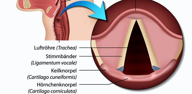 Anatomie des Kehlkopfes