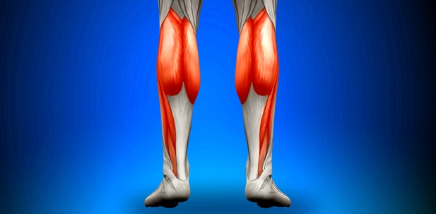 Illustration der menschlichen Wadenmuskeln