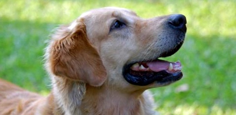Ein Epilepsie-Hund erspürt die drohenden Anfälle und schlägt rechtzeitig Alarm