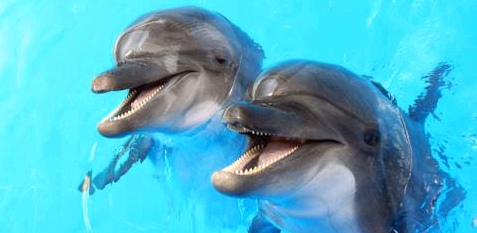 Bevor sie erblindet, möchte Jessica mit Delfinen schwimmen