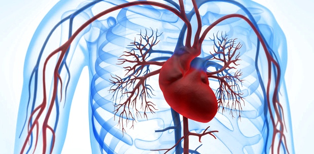 Grafik des Herzmuskels